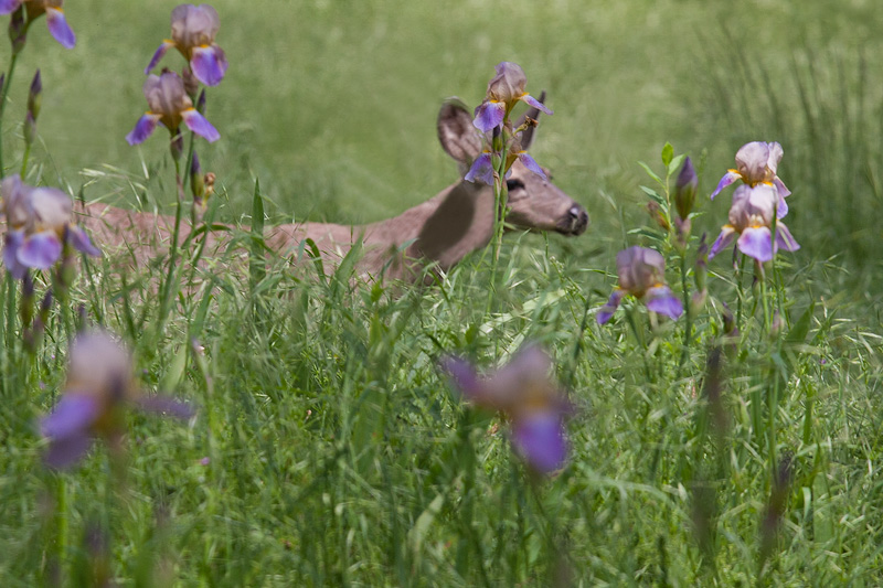 Tiptoe, through the... iris