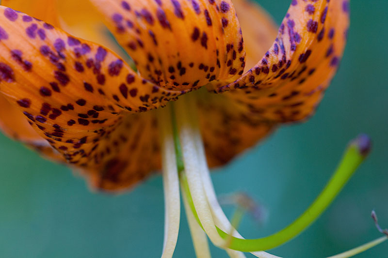 Wild Gulch on Vacation