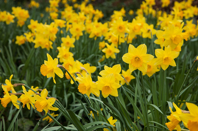 Daffodil Dreams