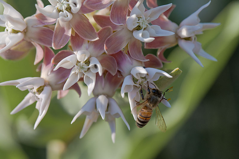 Milkweed Patch 2