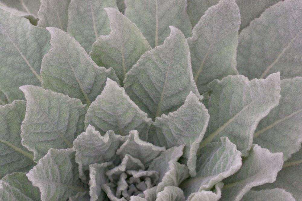 Soft as a Lamb's Ear