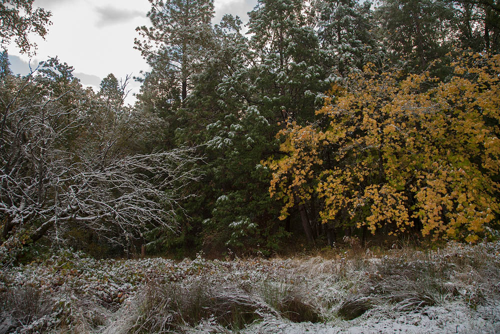 Early November Snowfall