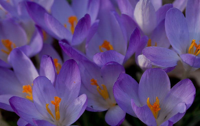 Crocus Are...