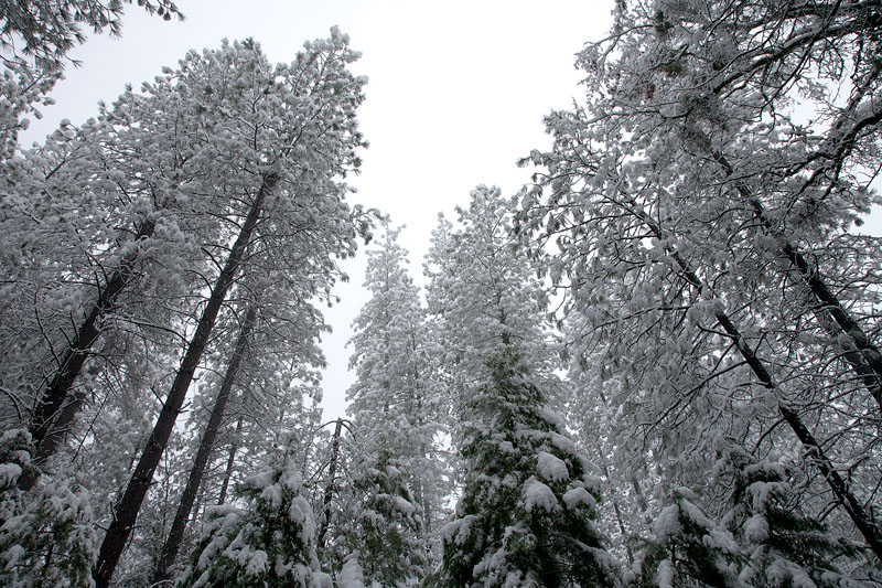 Cathedral in the Snow