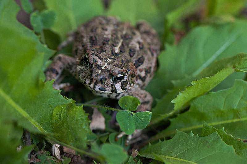Mr. Toad