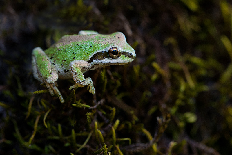 Look Before the Leap