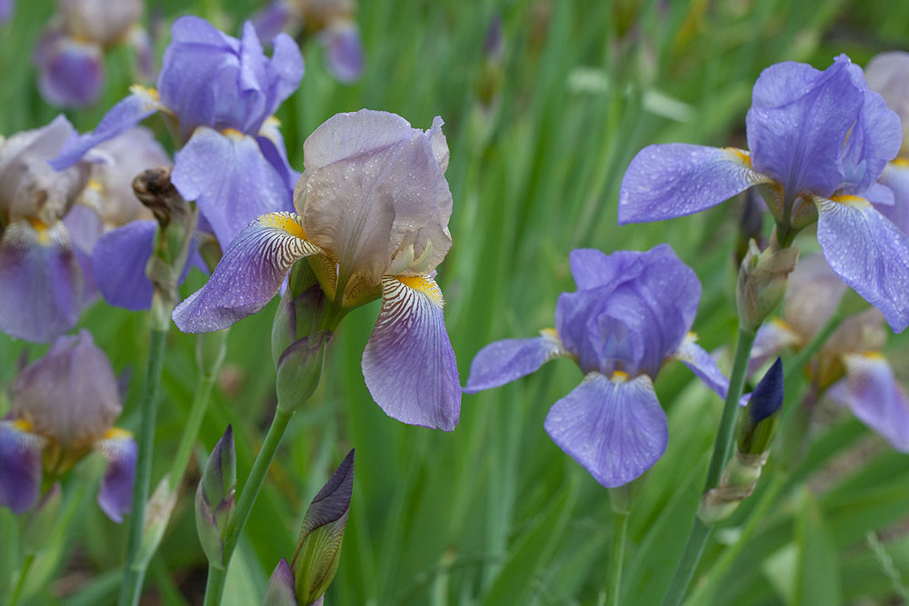 A Rare Rainy Day in  June