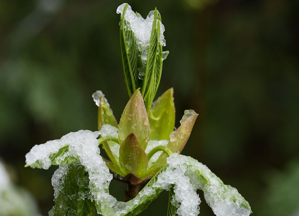 Homage to Spring Snowstorms 2