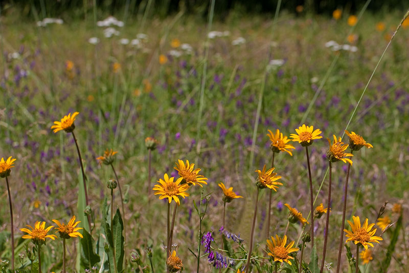 Layers of Wildflowers