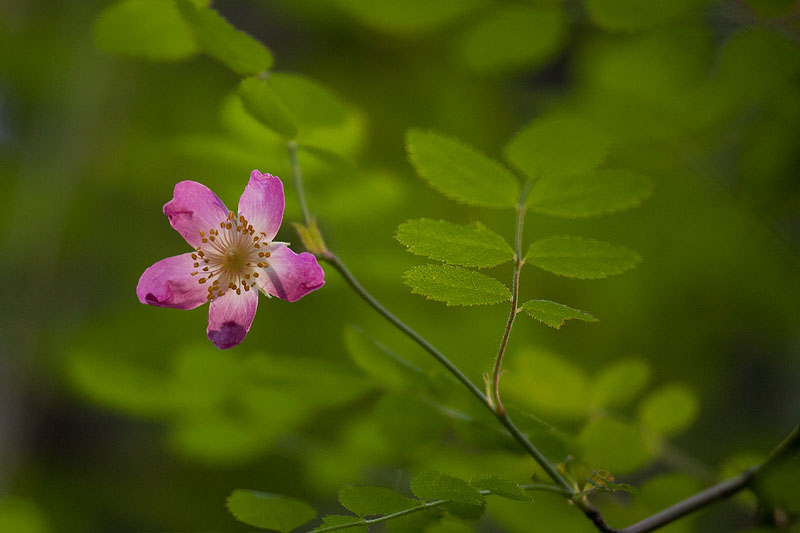 Pink Rose of California