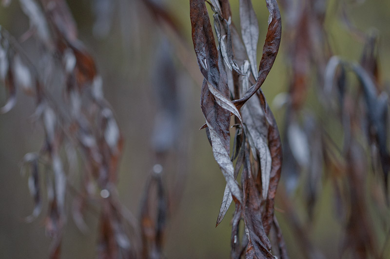 Mugwort Winter Mugwort Winter