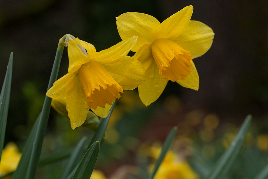 Annual Daffie Bloom
