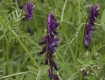 A Vetch Like Me