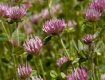 Clover Patch