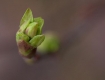 Budding