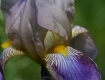 Iris Show: Lavendar