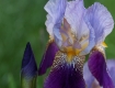 Iris Show: Deep Purple