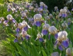 Iris Explosion