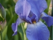 Iris Show: Periwinkle