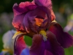 Iris Show: Burgundy
