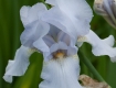 Iris Show: Soft Periwinkle