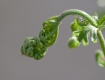 Fiddlehead