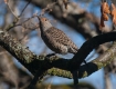 Northern Flicker