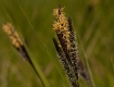 Sedges Have Edges