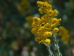 Golden Rods