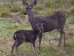 Doe and Fawn