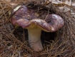 A Woodland Russula