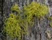 Lichen It