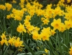 Daffodil Dreams