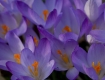 Crocus Are...